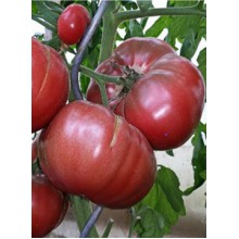 Редкие сорта томатов Сиреневый Туман